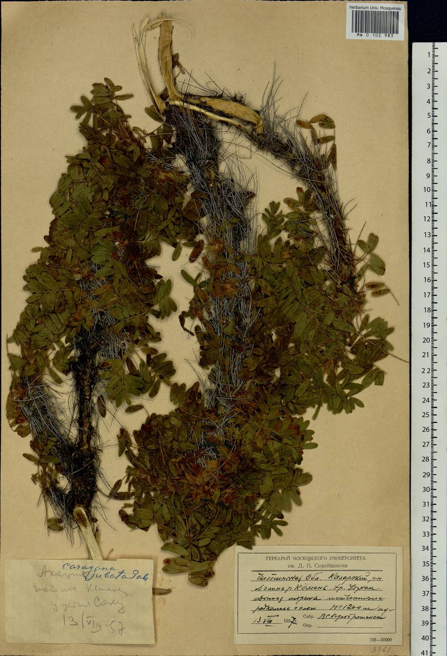 Caragana jubata (Pall.)Poir., Siberia, Baikal & Transbaikal region (S4) (Russia)