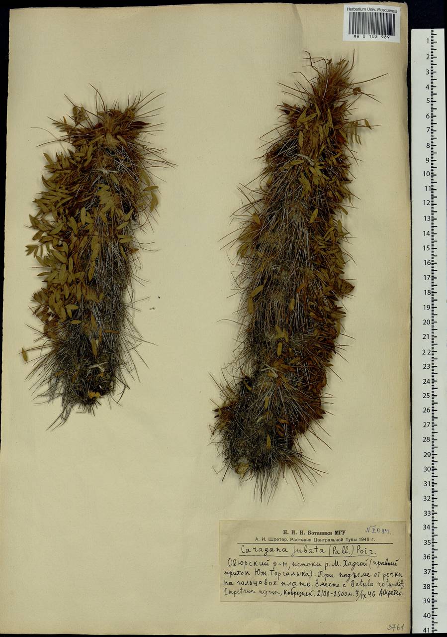 Caragana jubata (Pall.)Poir., Siberia, Altai & Sayany Mountains (S2) (Russia)