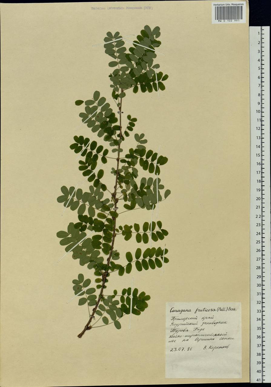 Caragana arborescens Lam., Siberia, Russian Far East (S6) (Russia)