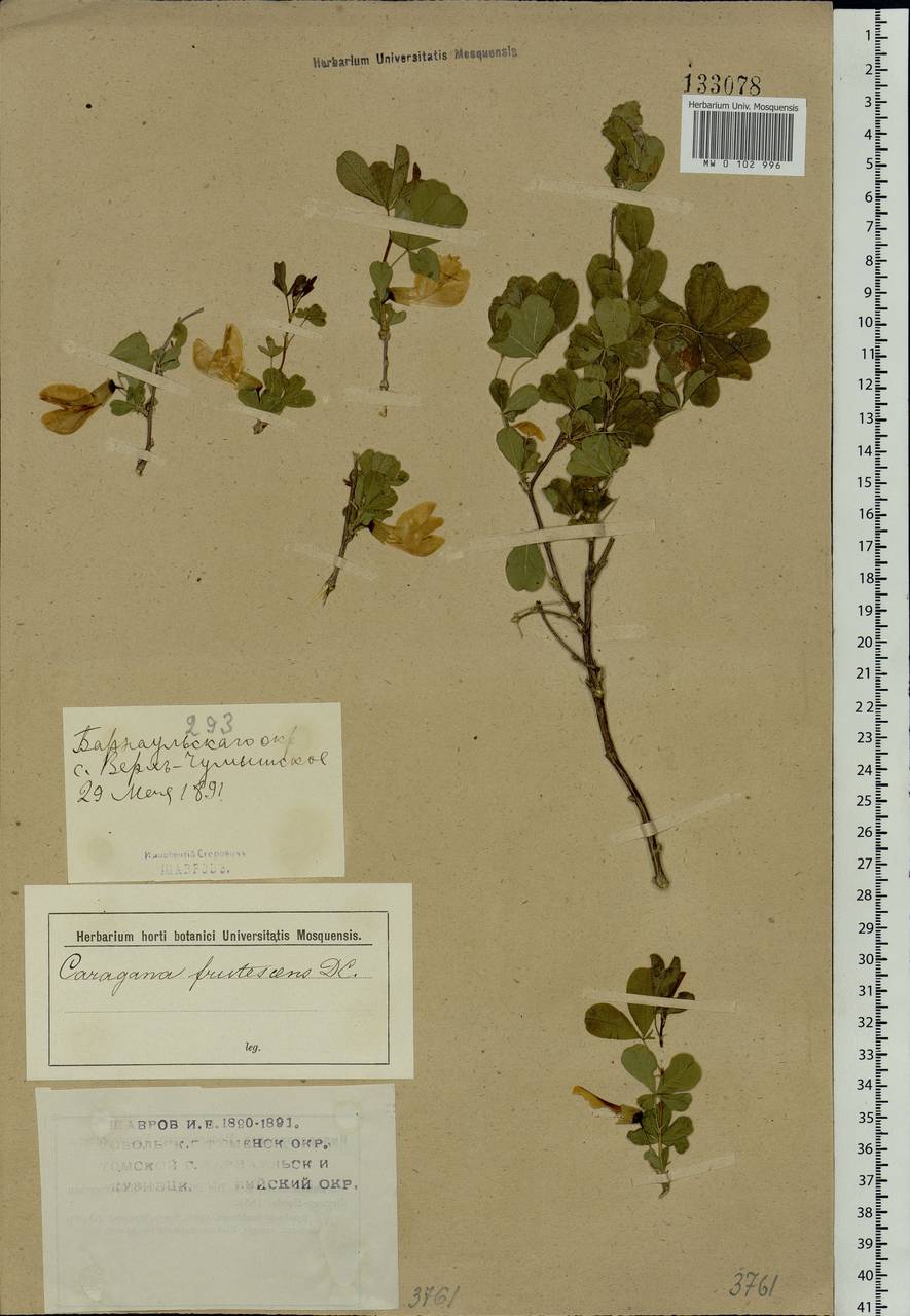 Caragana frutex (L.)K.Koch, Siberia, Altai & Sayany Mountains (S2) (Russia)