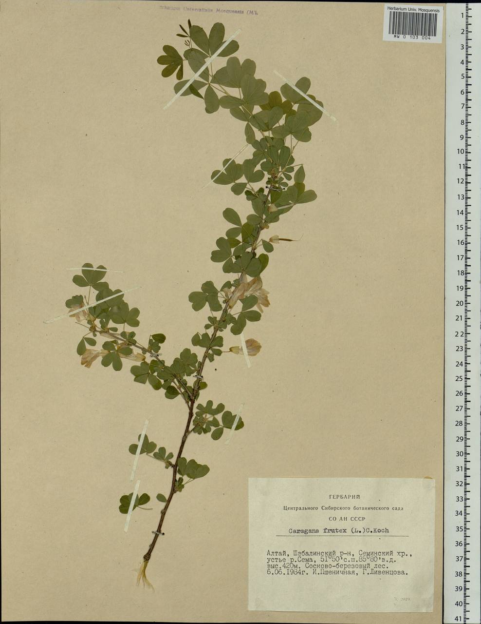 Caragana frutex (L.)K.Koch, Siberia, Altai & Sayany Mountains (S2) (Russia)