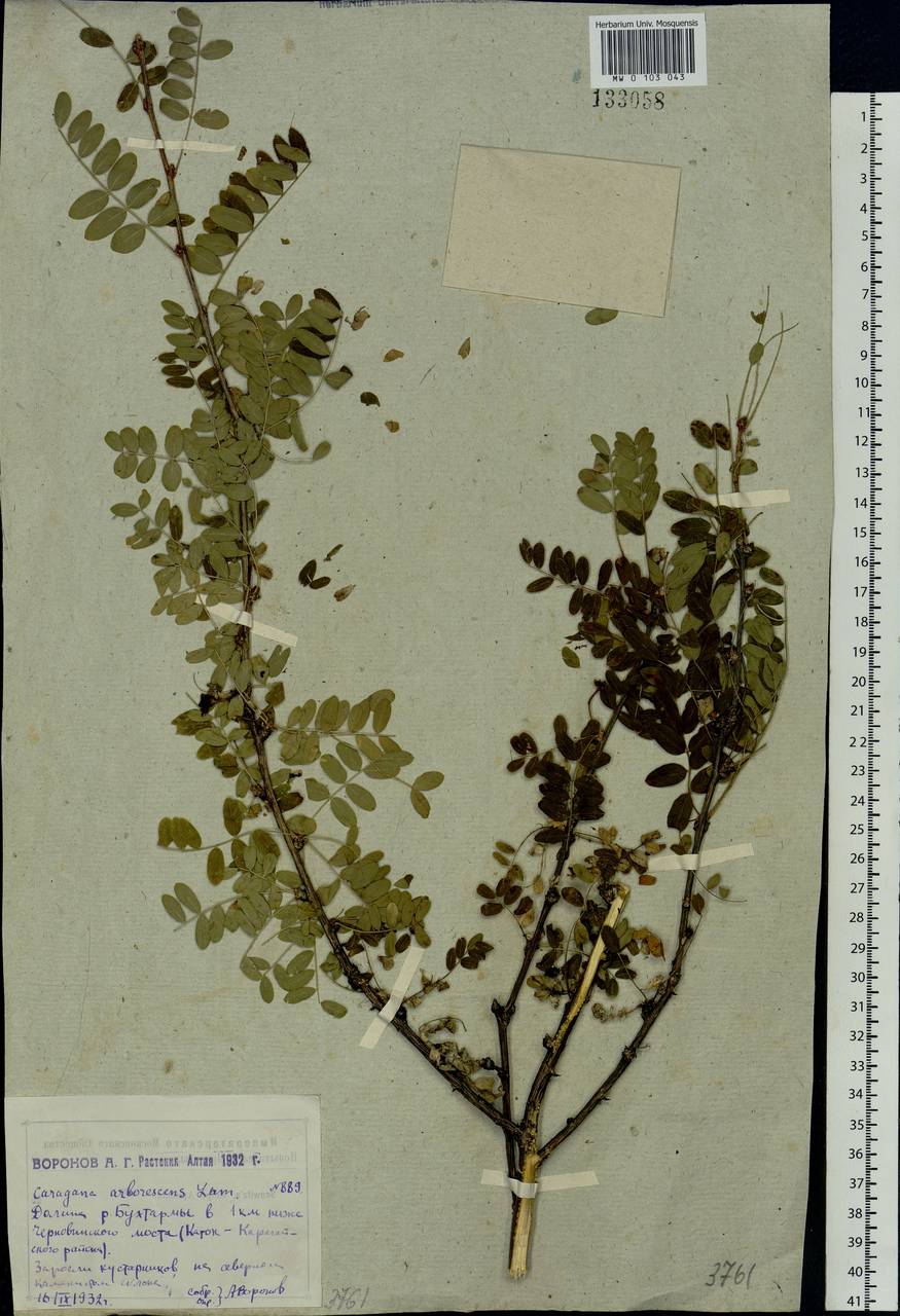Caragana arborescens Lam., Siberia, Western (Kazakhstan) Altai Mountains (S2a) (Kazakhstan)