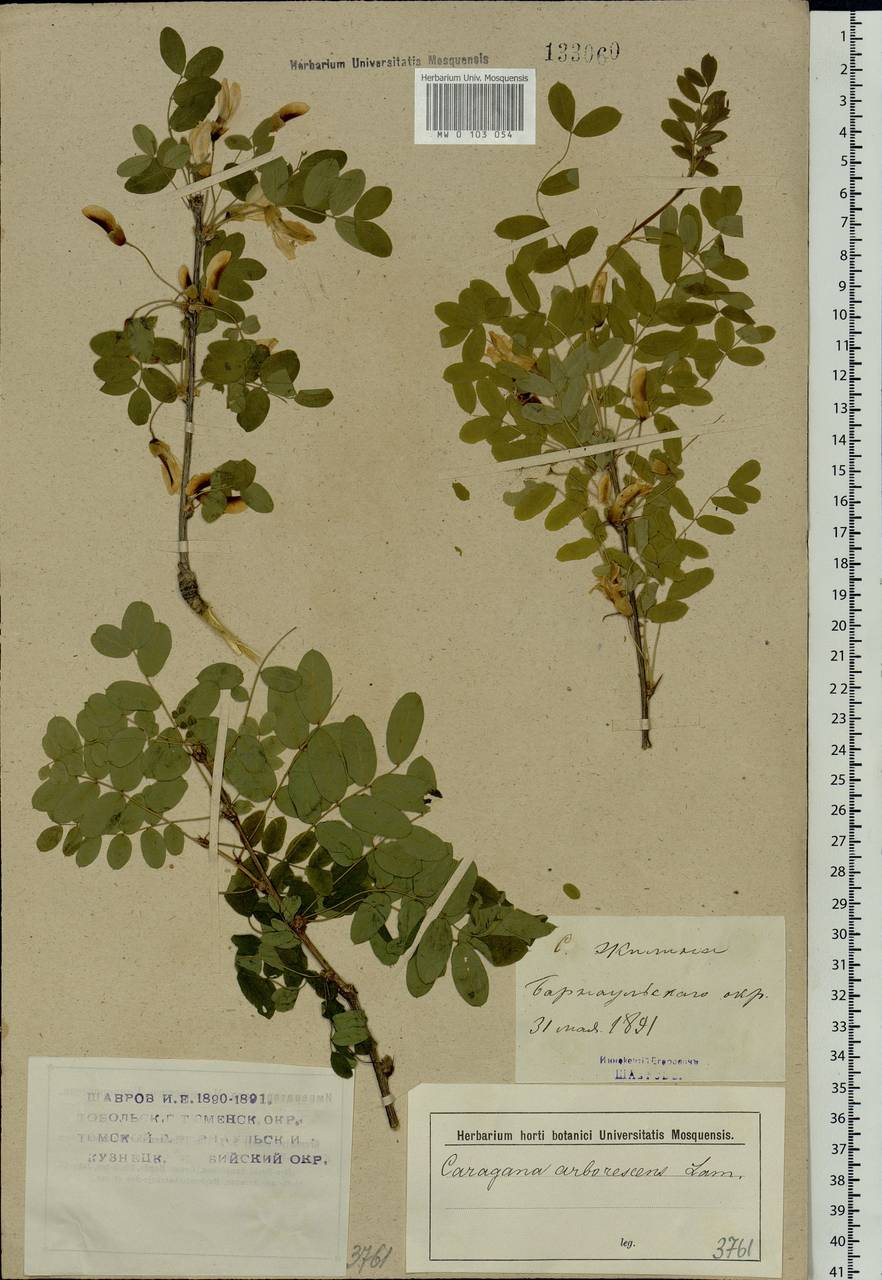 Caragana arborescens Lam., Siberia, Altai & Sayany Mountains (S2) (Russia)