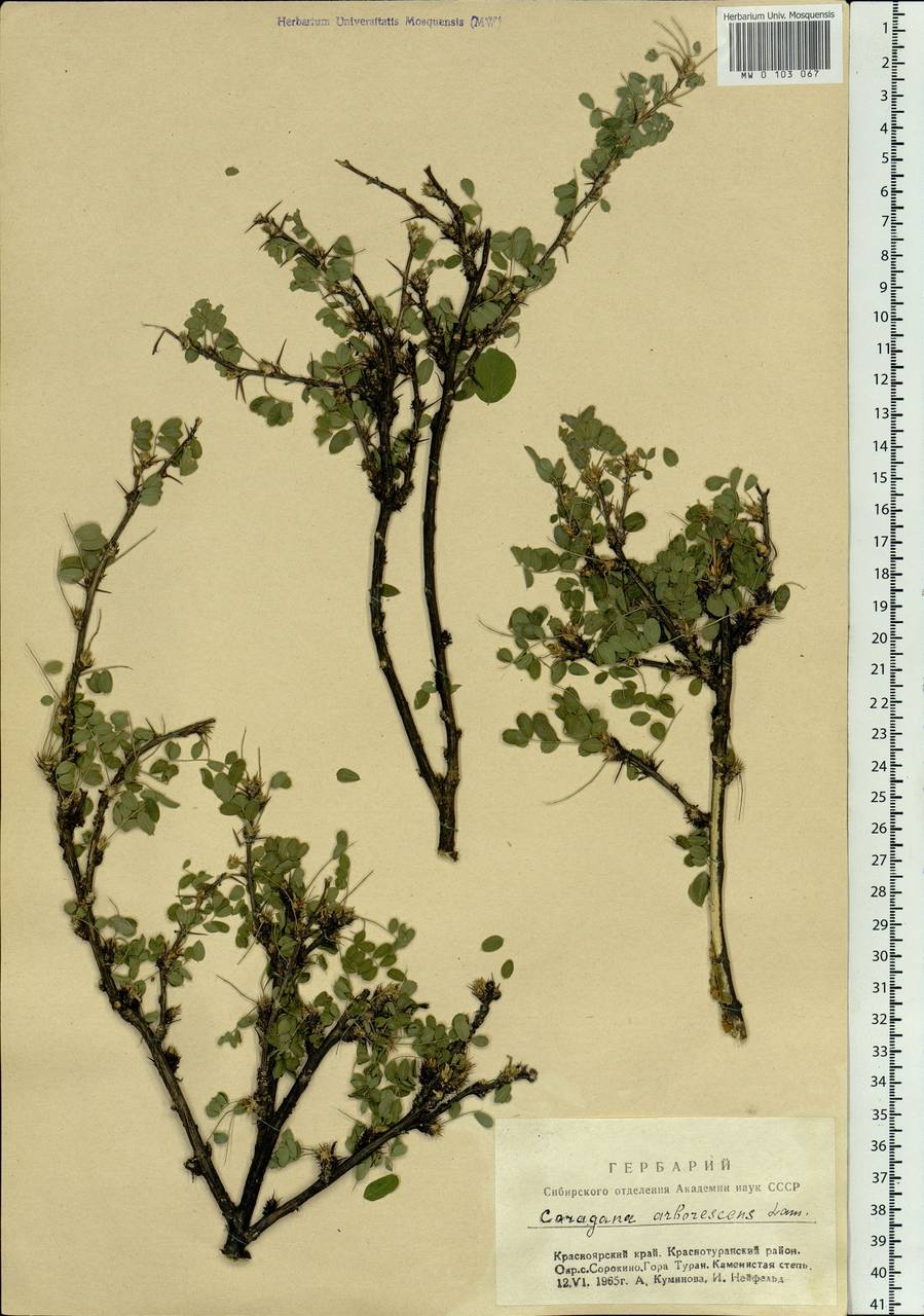 Caragana arborescens Lam., Siberia, Altai & Sayany Mountains (S2) (Russia)