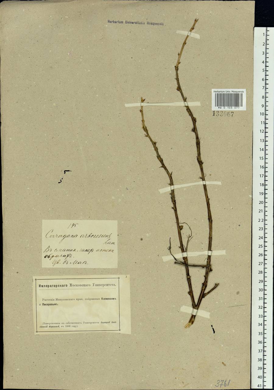 Caragana arborescens Lam., Siberia, Altai & Sayany Mountains (S2) (Russia)