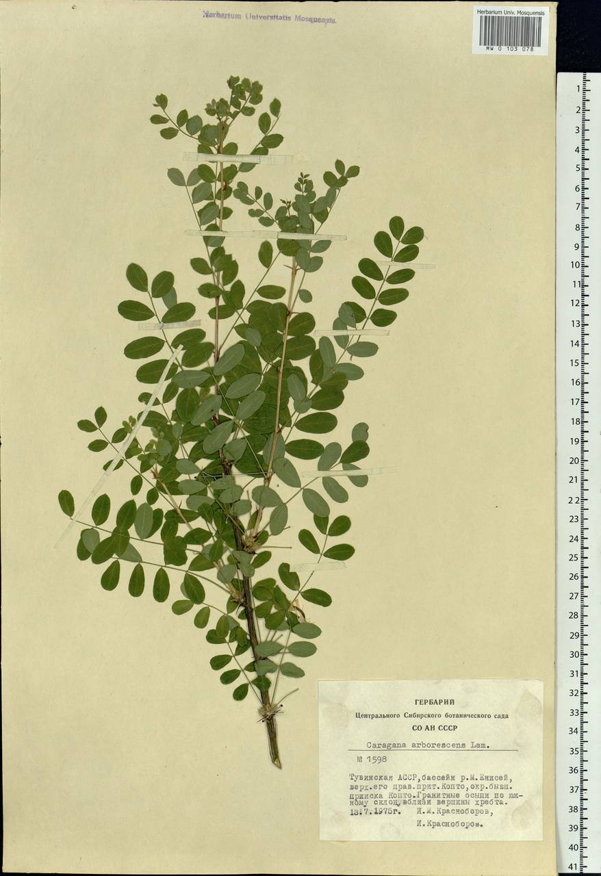 Caragana arborescens Lam., Siberia, Altai & Sayany Mountains (S2) (Russia)