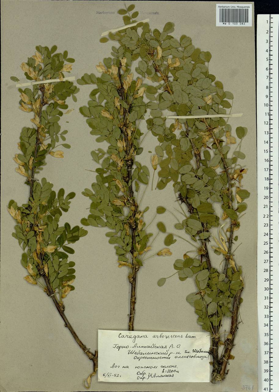 Caragana arborescens Lam., Siberia, Altai & Sayany Mountains (S2) (Russia)