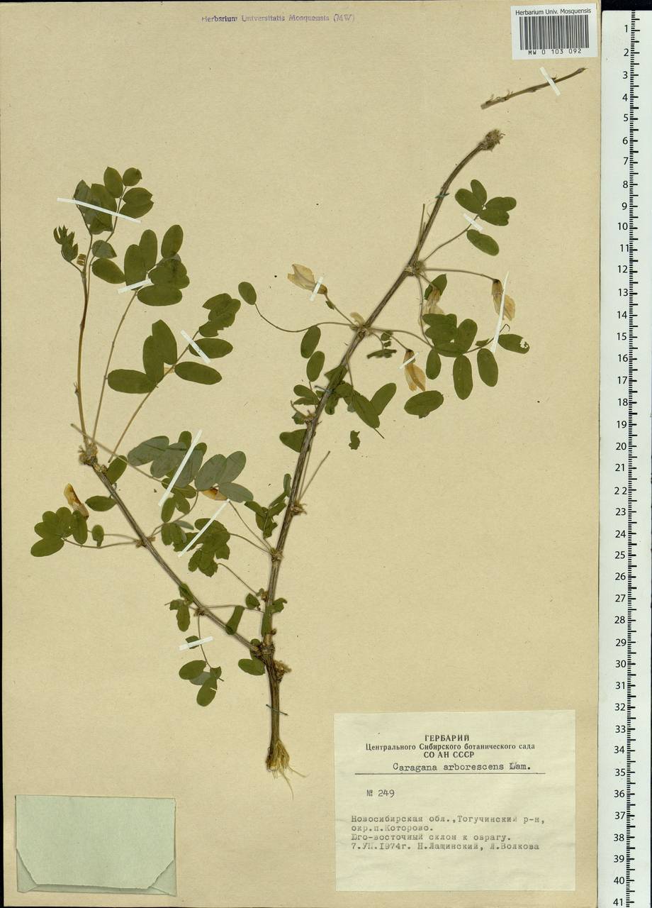 Caragana arborescens Lam., Siberia, Western Siberia (S1) (Russia)