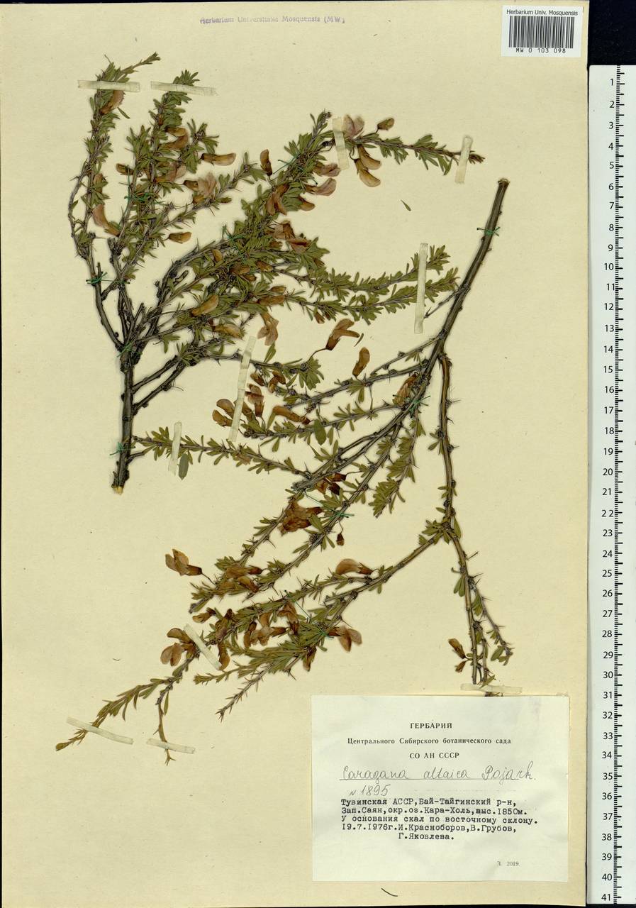 Caragana pygmaea (L.)DC., Siberia, Altai & Sayany Mountains (S2) (Russia)