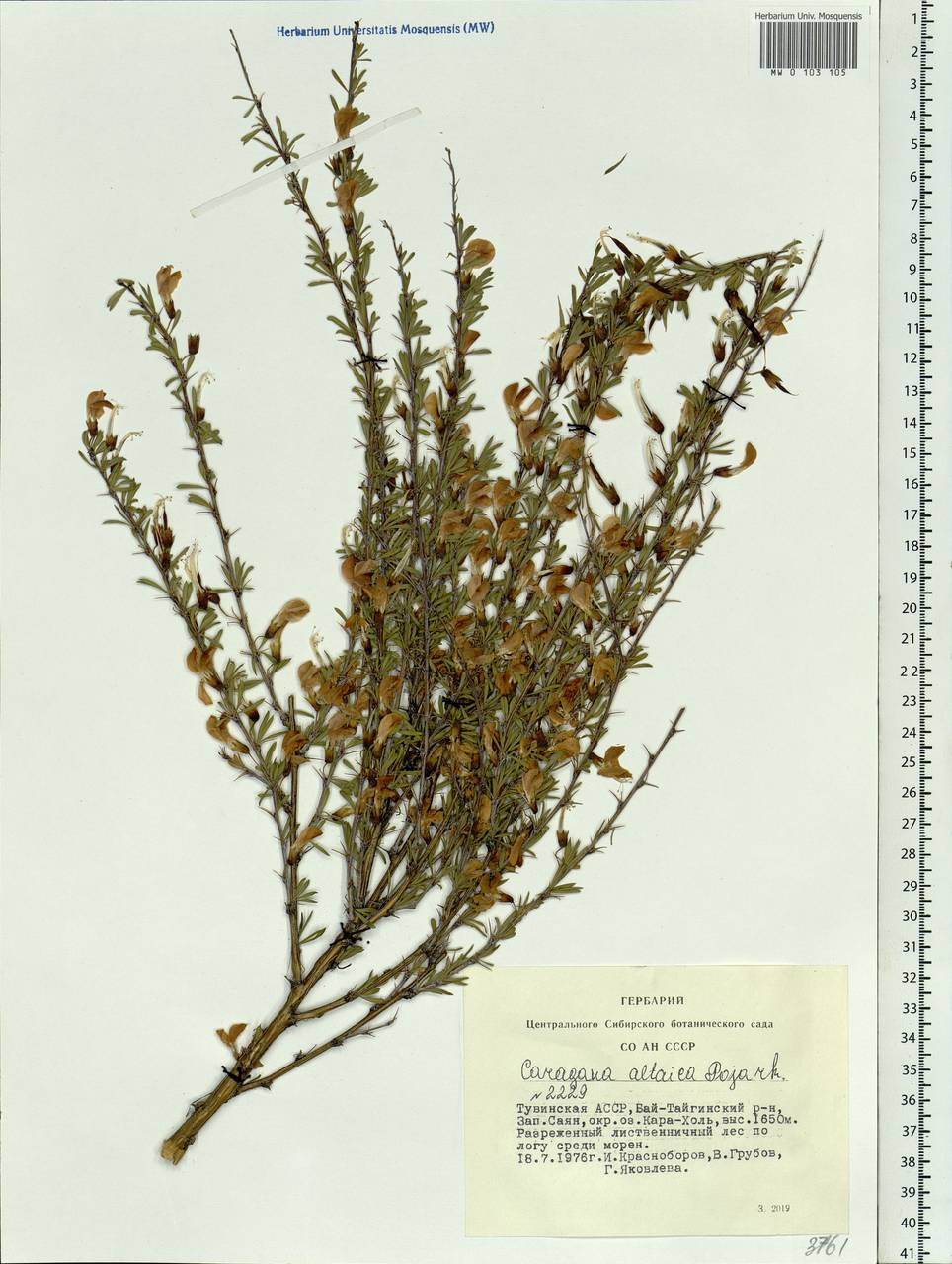 Caragana pygmaea (L.)DC., Siberia, Altai & Sayany Mountains (S2) (Russia)