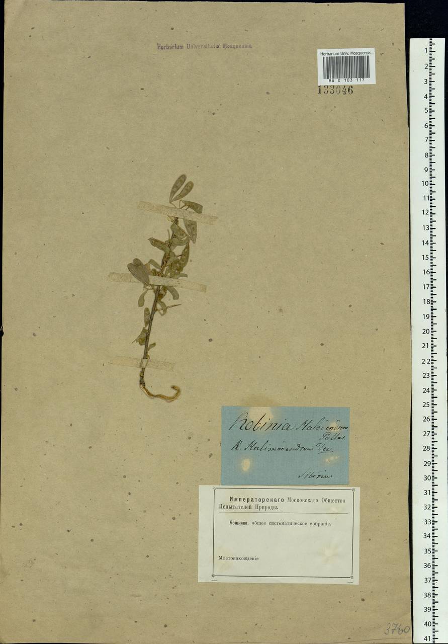 Caragana halodendron (Pall.) Dum.Cours., Siberia (no precise locality) (S0) (Russia)