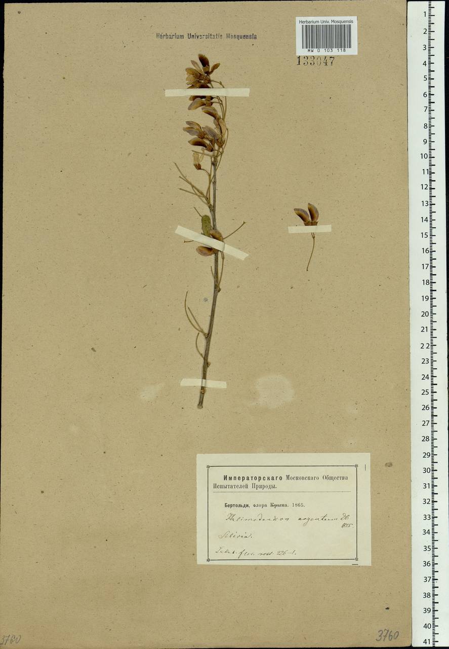 Caragana halodendron (Pall.) Dum.Cours., Siberia (no precise locality) (S0) (Russia)