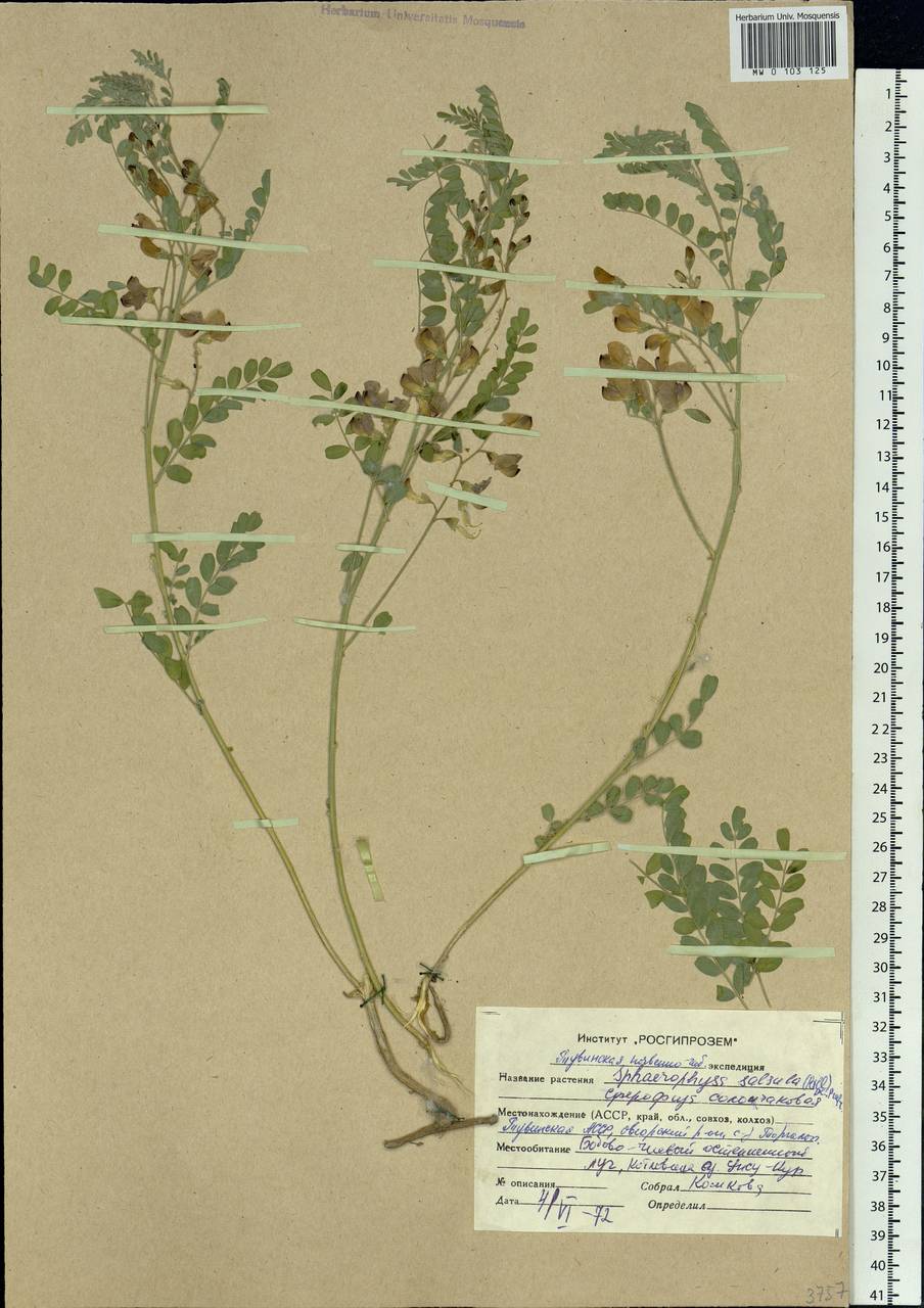 Sphaerophysa salsula (Pall.) DC., Siberia, Altai & Sayany Mountains (S2) (Russia)
