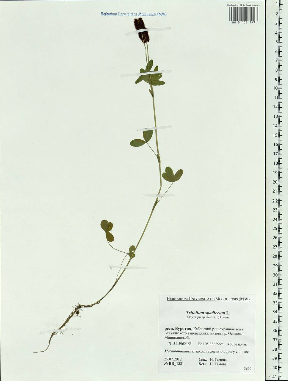 Trifolium spadiceum L., Siberia, Baikal & Transbaikal region (S4) (Russia)