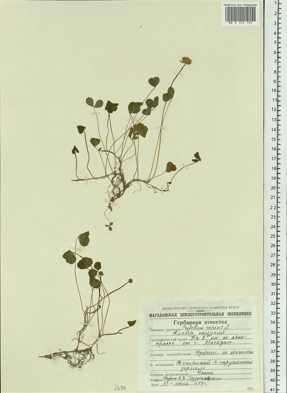Trifolium repens L., Siberia, Chukotka & Kamchatka (S7) (Russia)