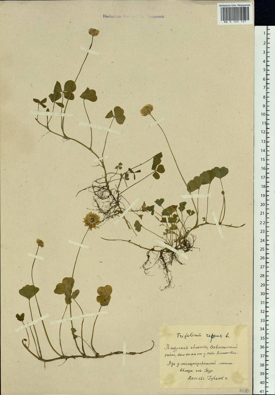 Trifolium repens L., Siberia, Russian Far East (S6) (Russia)