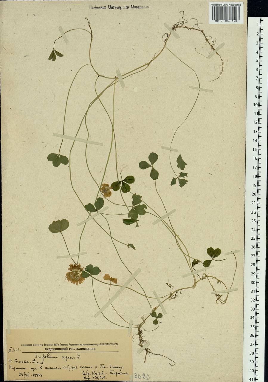 Trifolium repens L., Siberia, Russian Far East (S6) (Russia)