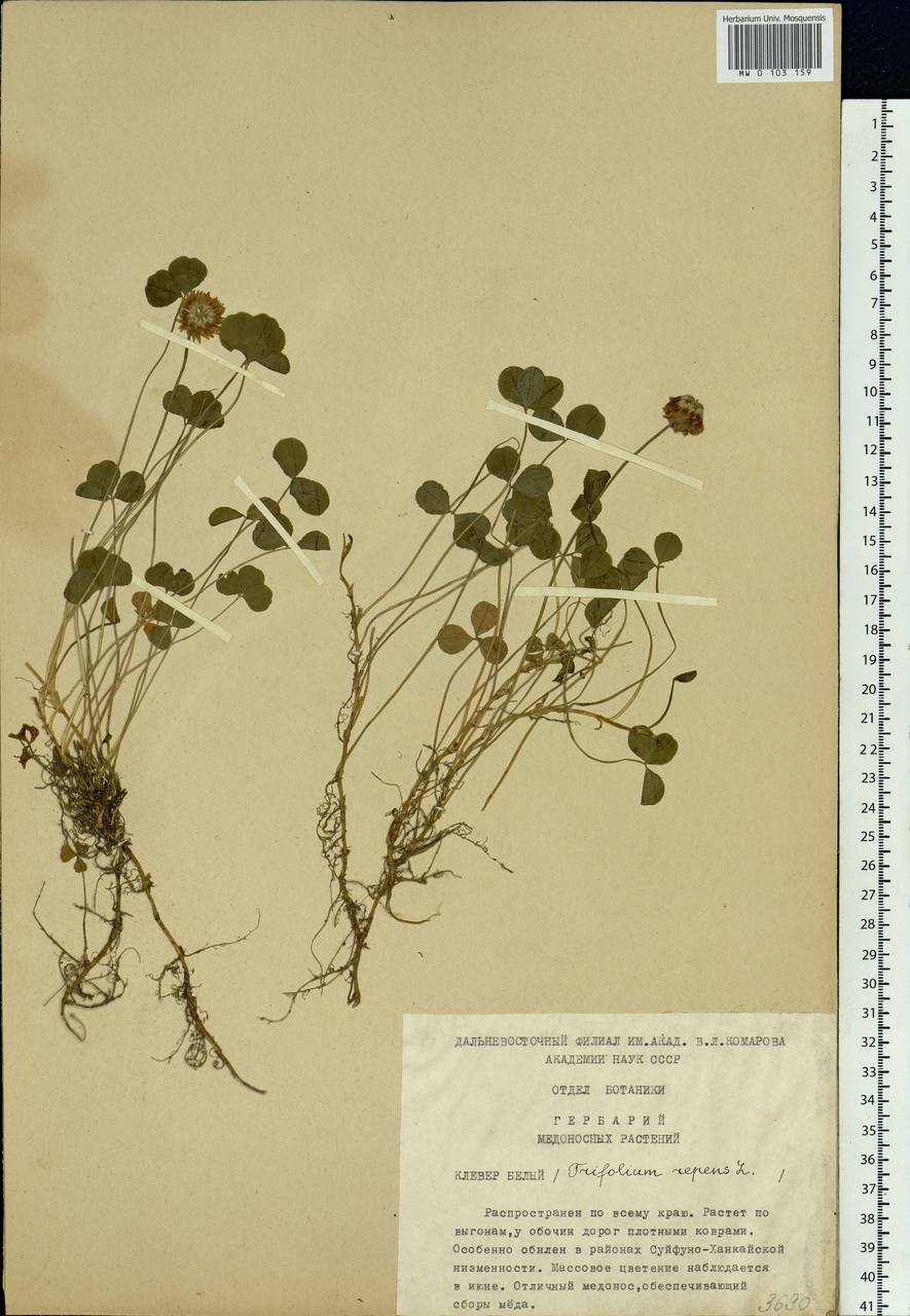 Trifolium repens L., Siberia, Russian Far East (S6) (Russia)