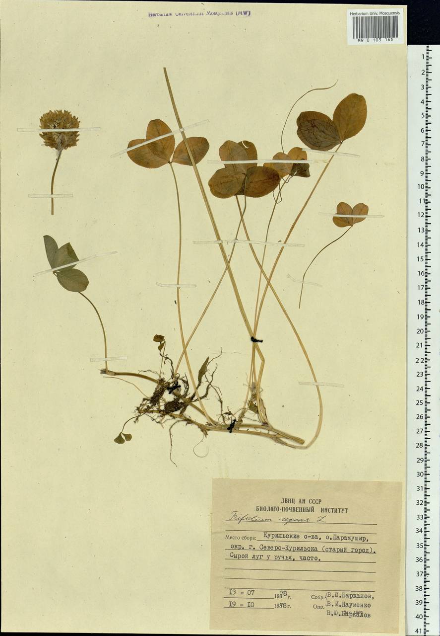 Trifolium repens L., Siberia, Russian Far East (S6) (Russia)