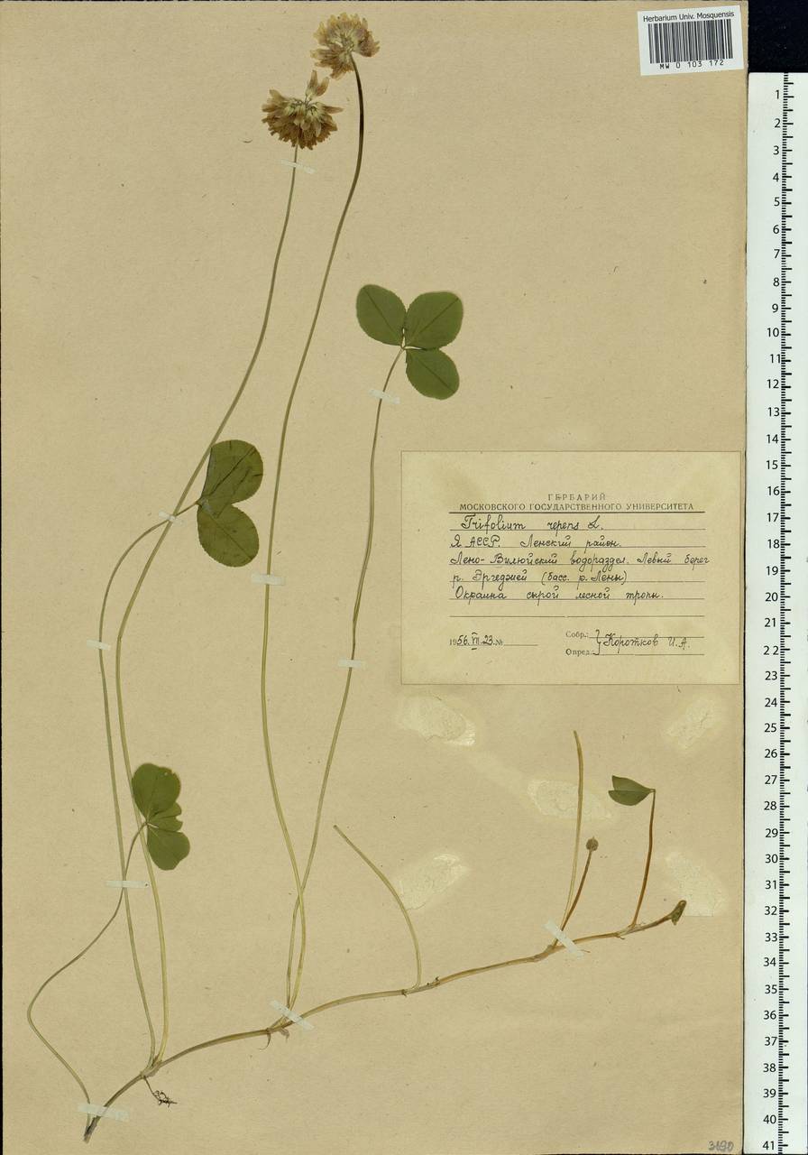 Trifolium repens L., Siberia, Yakutia (S5) (Russia)