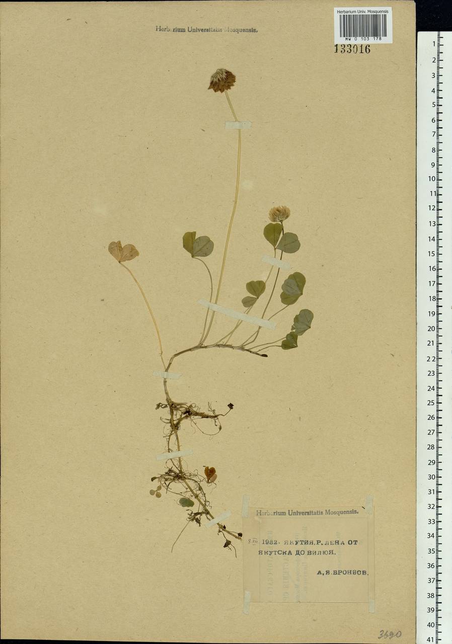 Trifolium repens L., Siberia, Yakutia (S5) (Russia)