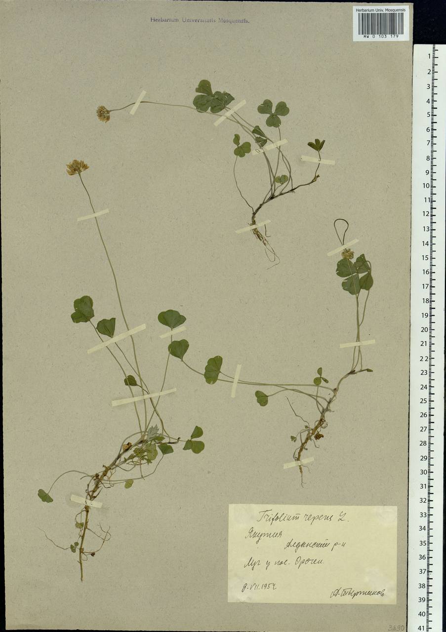 Trifolium repens L., Siberia, Yakutia (S5) (Russia)