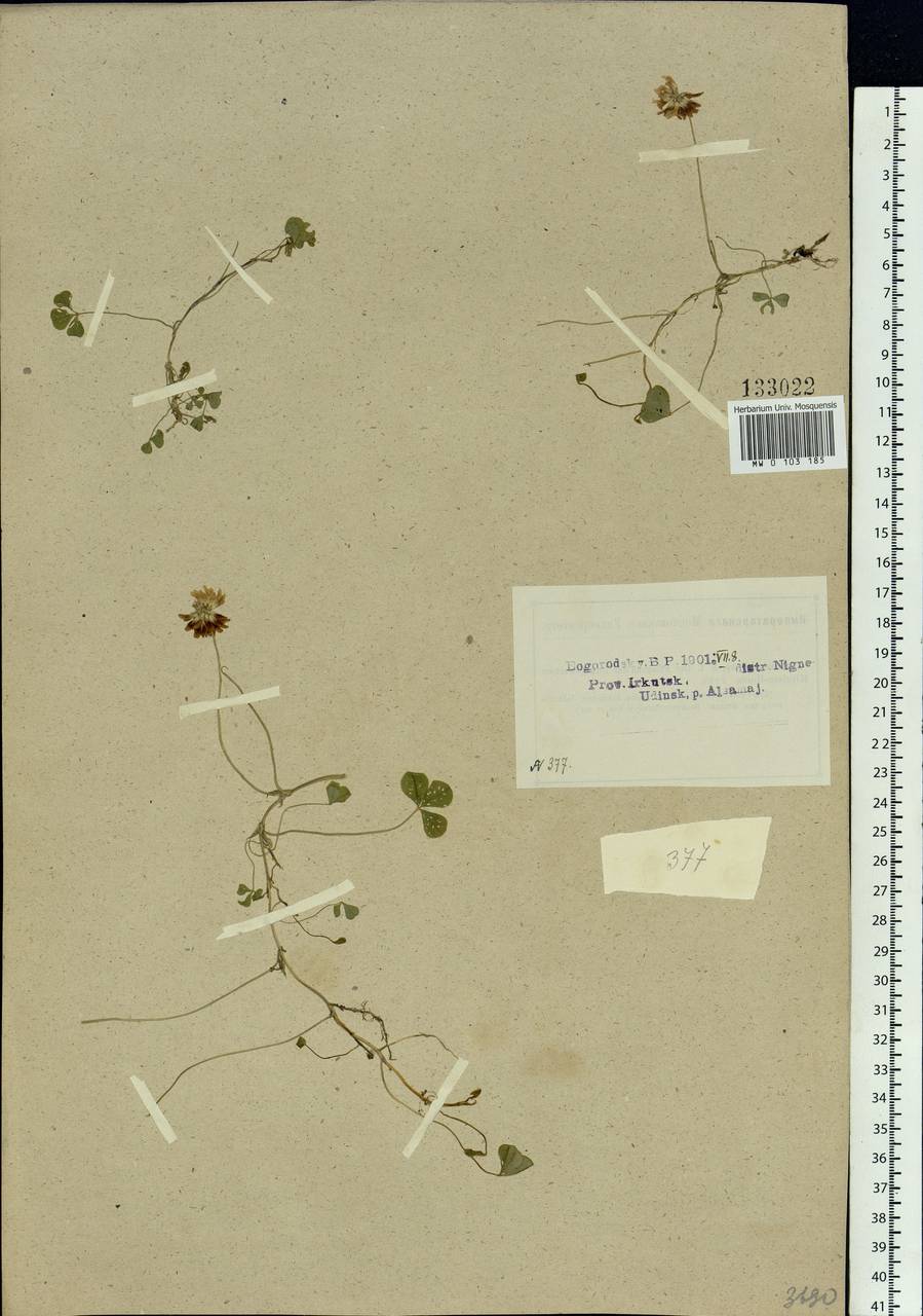 Trifolium repens L., Siberia, Baikal & Transbaikal region (S4) (Russia)