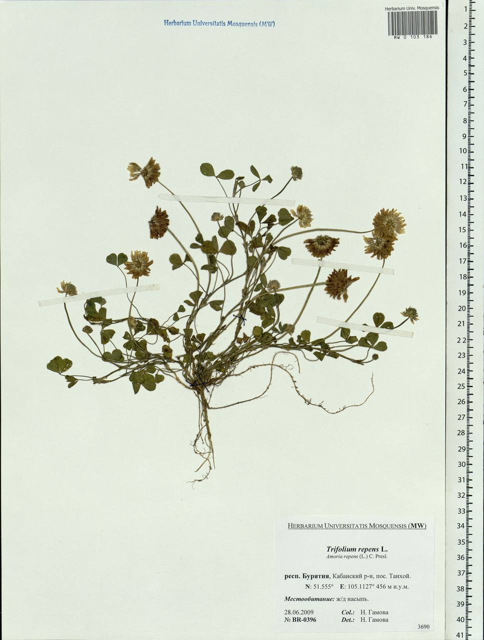 Trifolium repens L., Siberia, Baikal & Transbaikal region (S4) (Russia)