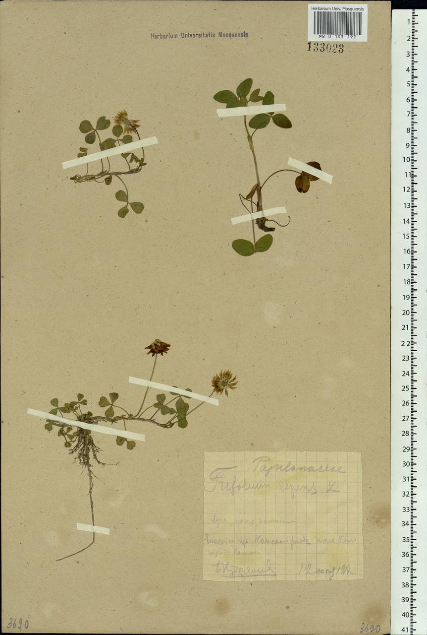 Trifolium repens L., Siberia, Central Siberia (S3) (Russia)