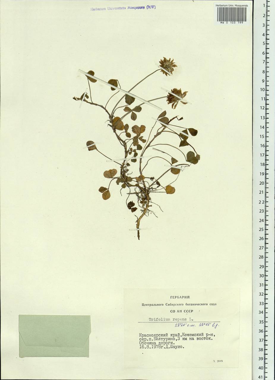 Trifolium repens L., Siberia, Central Siberia (S3) (Russia)