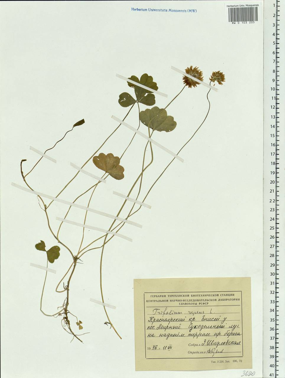 Trifolium repens L., Siberia, Central Siberia (S3) (Russia)