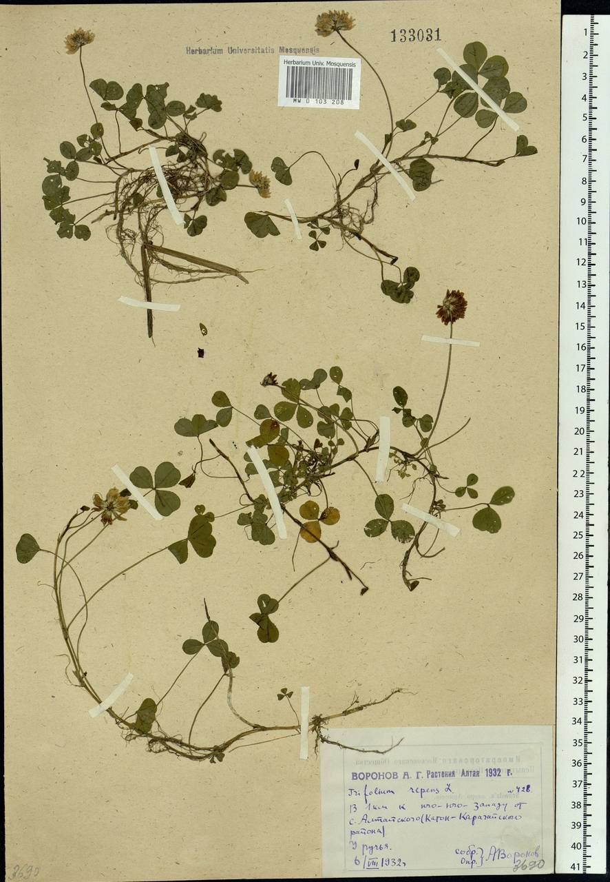Trifolium repens L., Siberia, Western (Kazakhstan) Altai Mountains (S2a) (Kazakhstan)