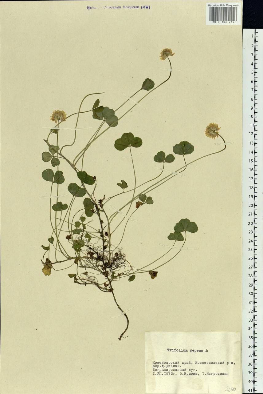 Trifolium repens L., Siberia, Altai & Sayany Mountains (S2) (Russia)