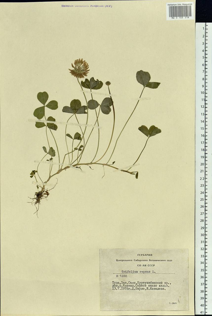 Trifolium repens L., Siberia, Altai & Sayany Mountains (S2) (Russia)