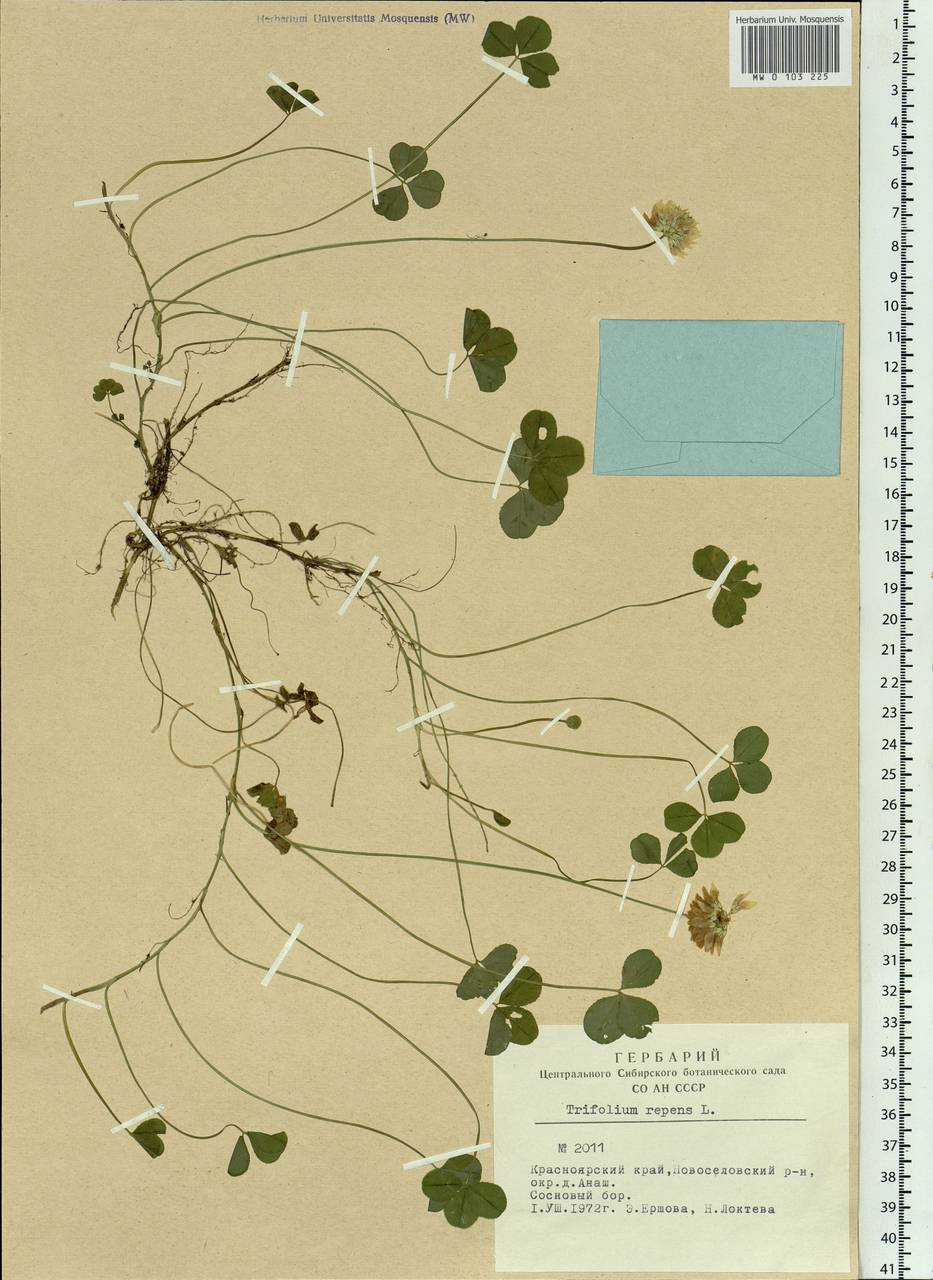 Trifolium repens L., Siberia, Altai & Sayany Mountains (S2) (Russia)