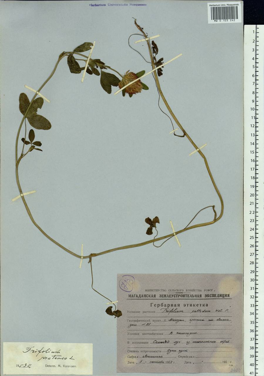Trifolium pratense L., Siberia, Chukotka & Kamchatka (S7) (Russia)