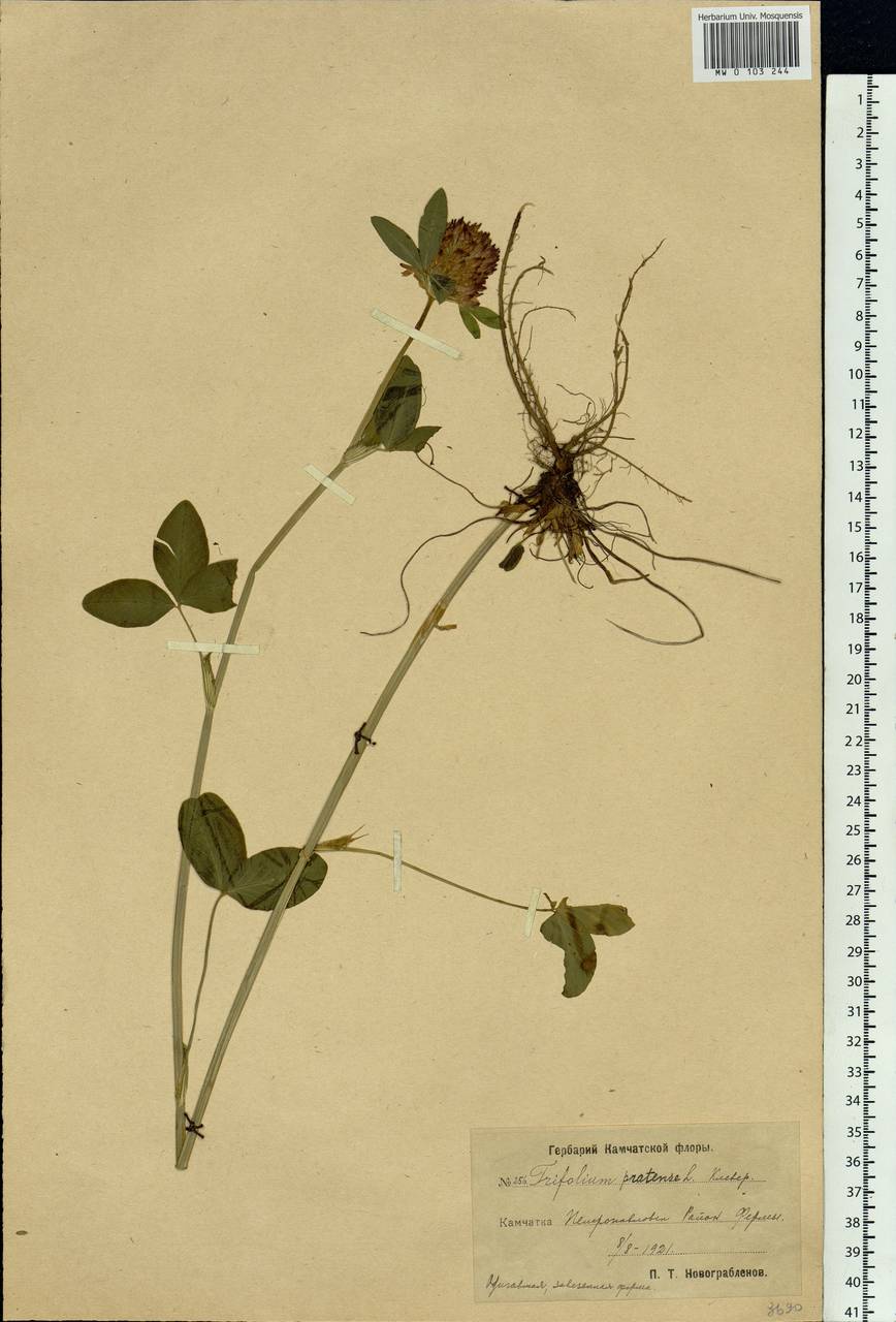 Trifolium pratense L., Siberia, Chukotka & Kamchatka (S7) (Russia)