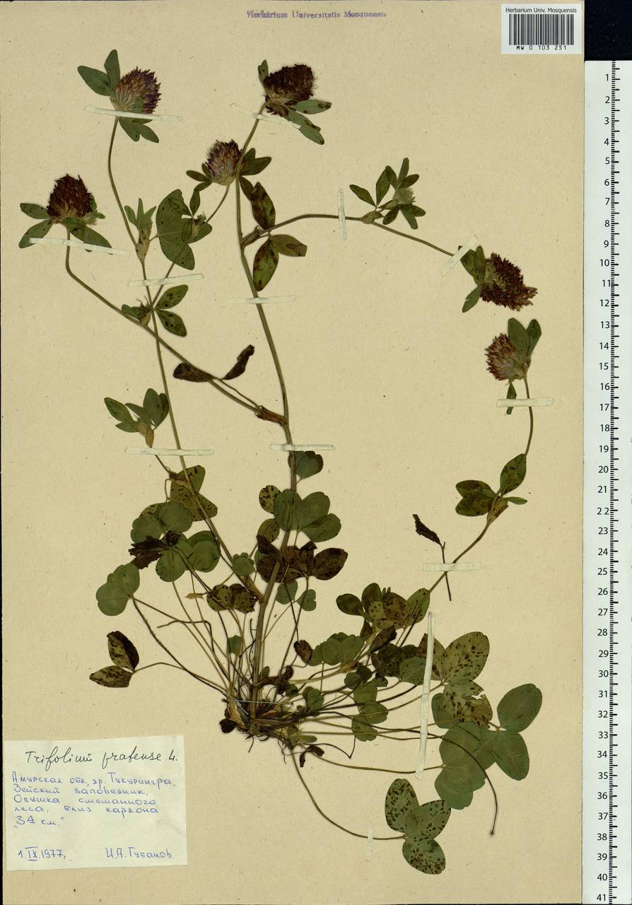 Trifolium pratense L., Siberia, Russian Far East (S6) (Russia)