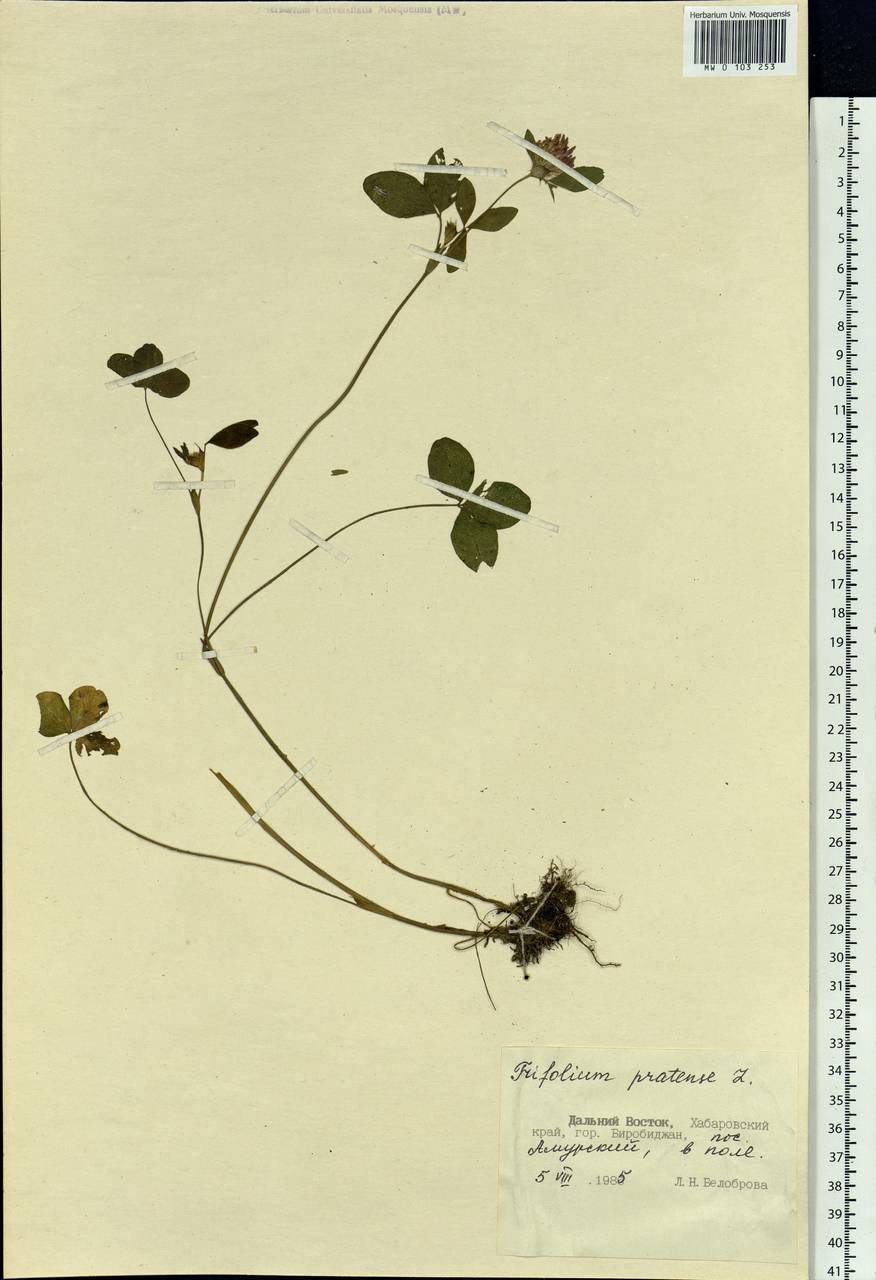 Trifolium pratense L., Siberia, Russian Far East (S6) (Russia)