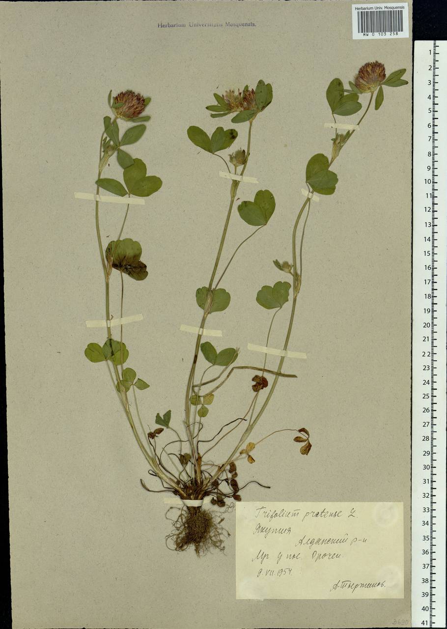 Trifolium pratense L., Siberia, Yakutia (S5) (Russia)
