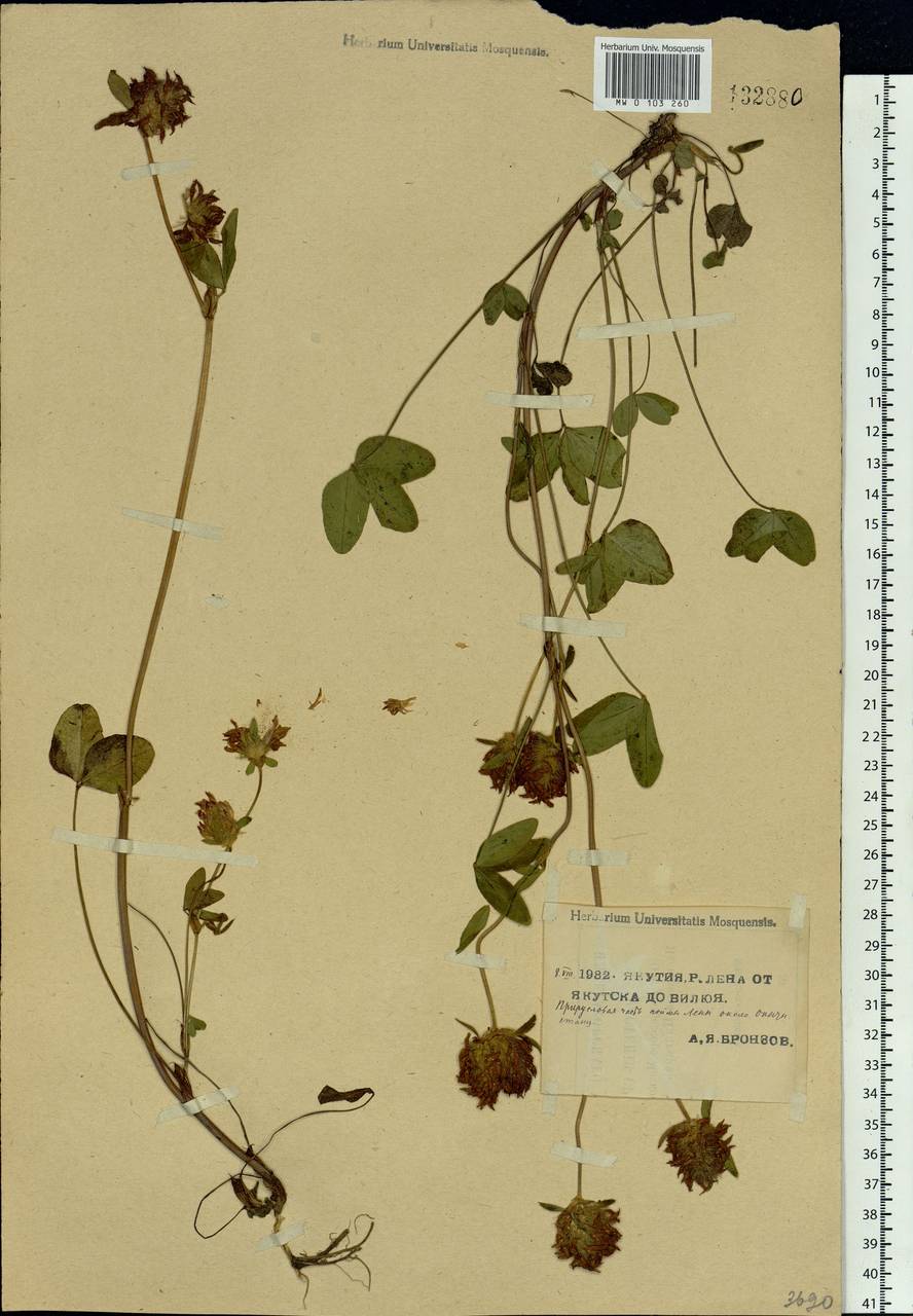 Trifolium pratense L., Siberia, Yakutia (S5) (Russia)