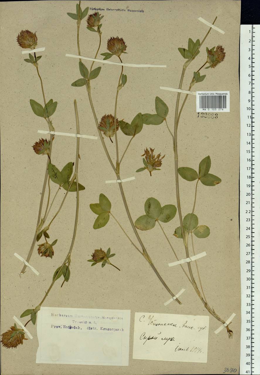 Trifolium pratense L., Siberia, Central Siberia (S3) (Russia)