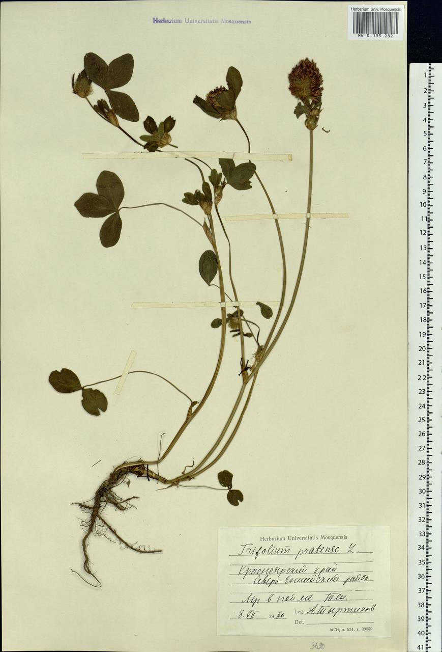 Trifolium pratense L., Siberia, Central Siberia (S3) (Russia)