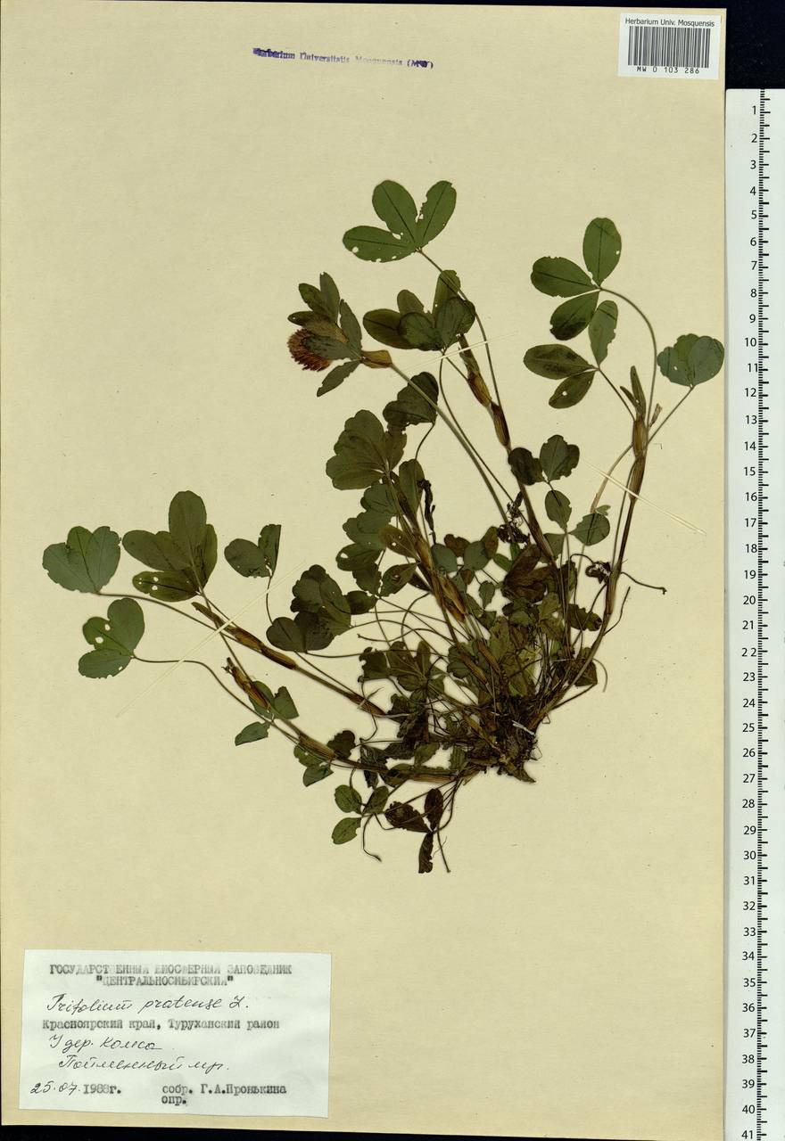 Trifolium pratense L., Siberia, Central Siberia (S3) (Russia)