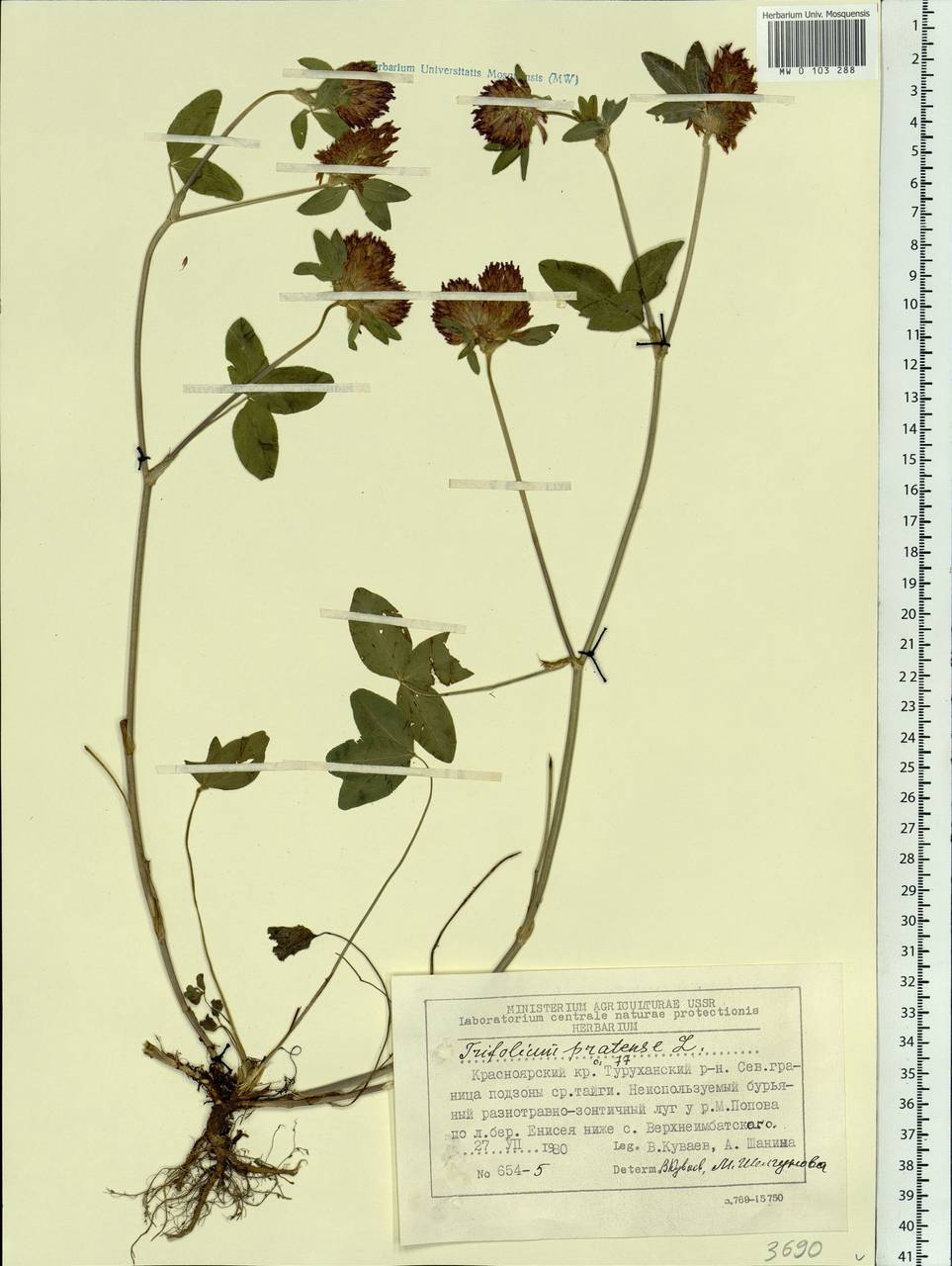Trifolium pratense L., Siberia, Central Siberia (S3) (Russia)
