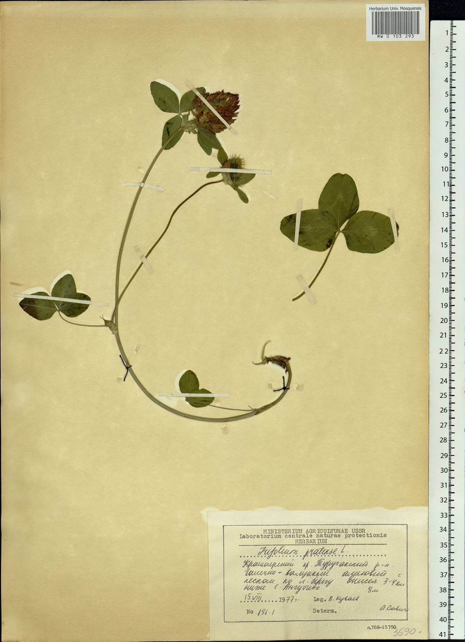 Trifolium pratense L., Siberia, Central Siberia (S3) (Russia)