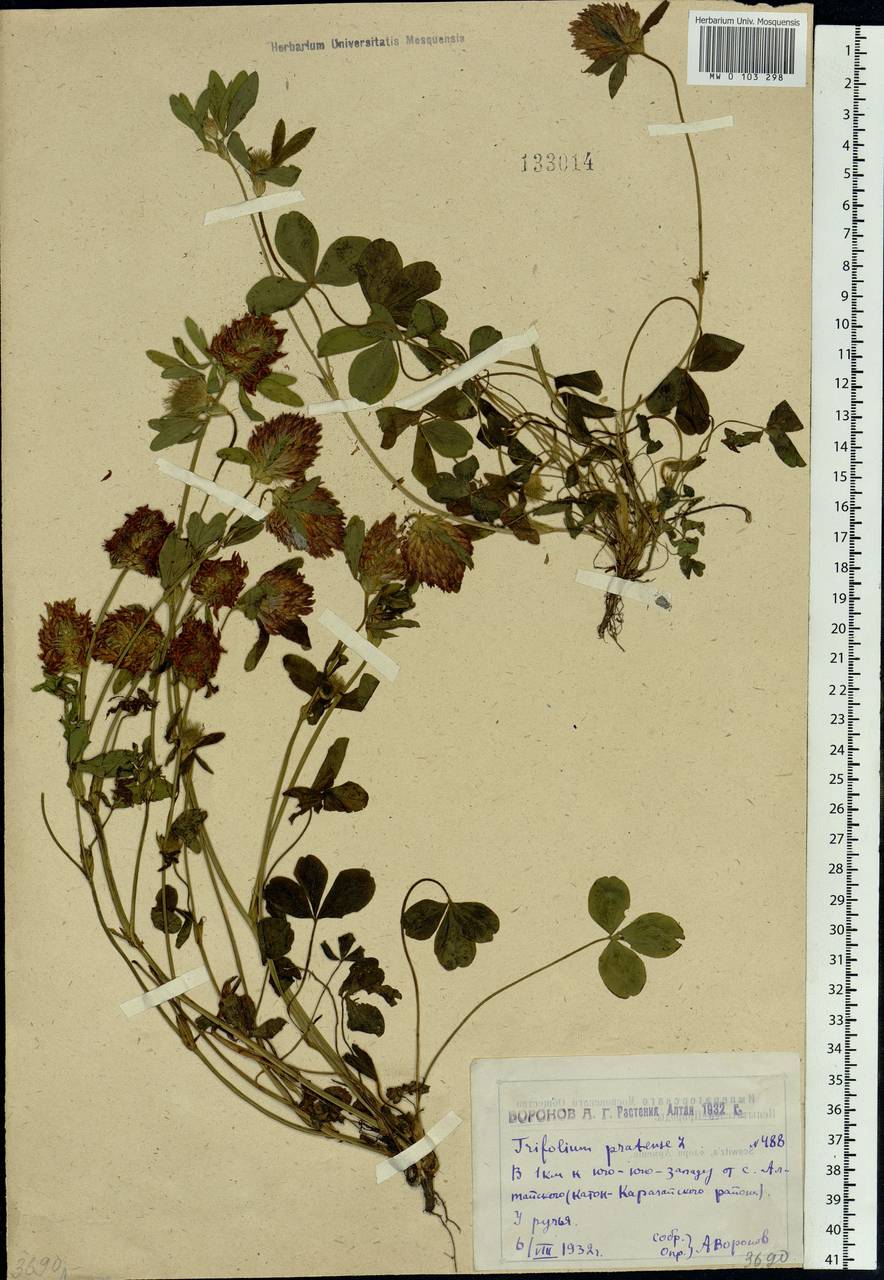 Trifolium pratense L., Siberia, Western (Kazakhstan) Altai Mountains (S2a) (Kazakhstan)