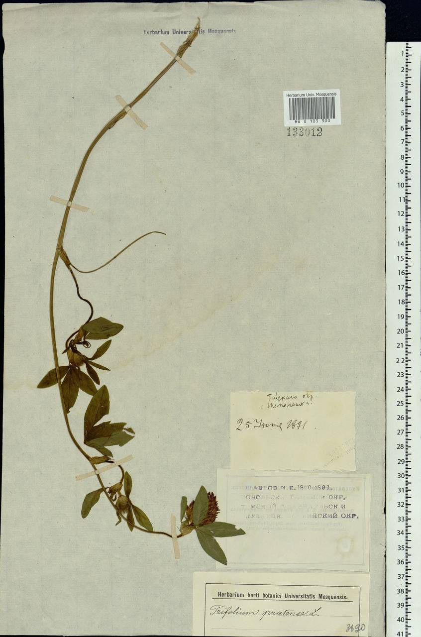 Trifolium pratense L., Siberia, Western (Kazakhstan) Altai Mountains (S2a) (Kazakhstan)