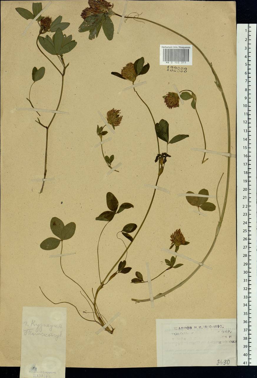Trifolium pratense L., Siberia, Altai & Sayany Mountains (S2) (Russia)
