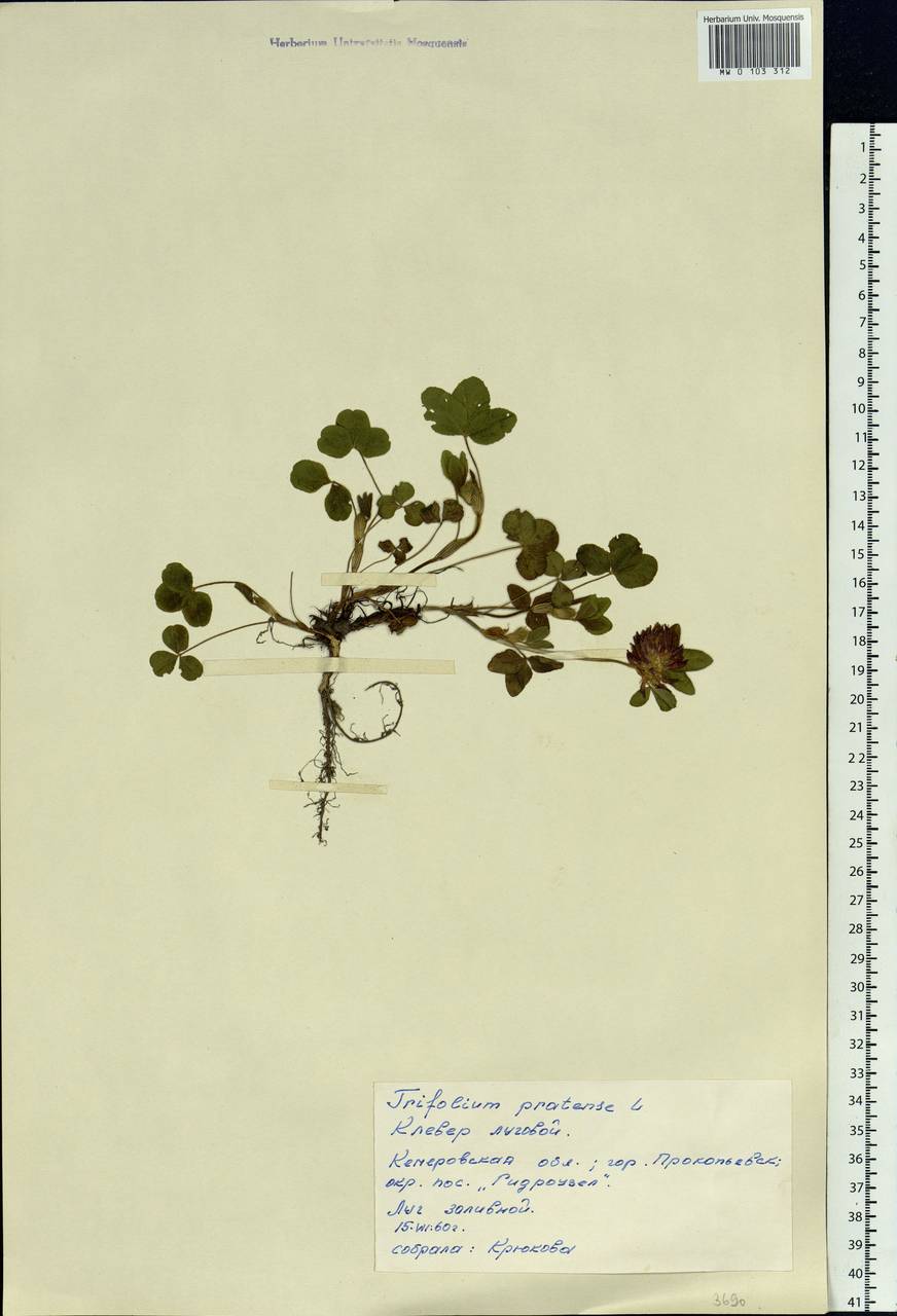 Trifolium pratense L., Siberia, Altai & Sayany Mountains (S2) (Russia)